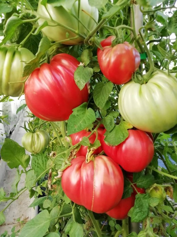 Costoluto dei Colli Euganei paradicsom - olasz tájfajta, Lycopersicum esculentum, paradicsom